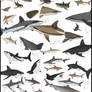 Shark practice sketches