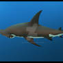 Aeron the Great Hammerhead Shark