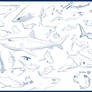 Tiger shark practice sketches