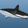 Bermino the Grey reef shark