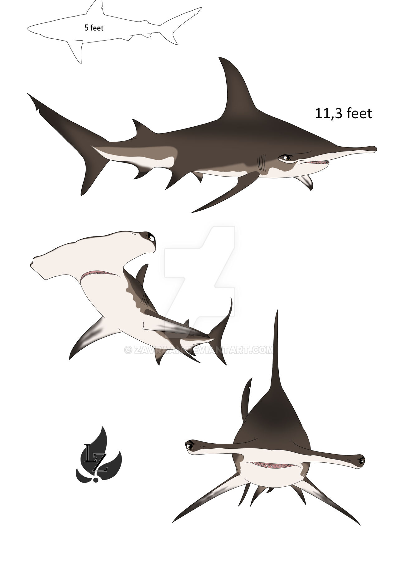 Great Hammerhead Shark Profile By Zavraan On Deviantart Great Hammerhead Shark Profile By Zavraan On Deviantart