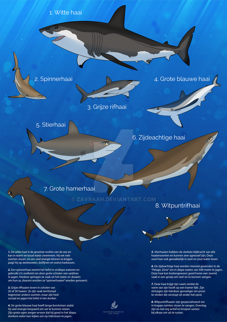 Shark Variations Shark Species In Depth : 70 Common Types of Sharks – MMWZM