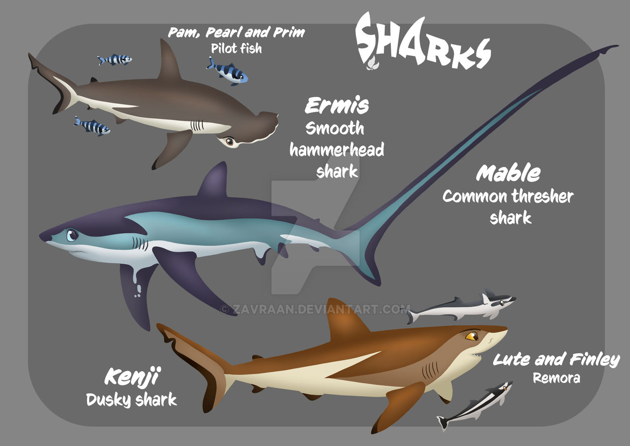 Shark Deviantart SHARKS concept art by Zavraan on DeviantArt