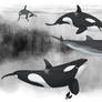 Beginner killer whales