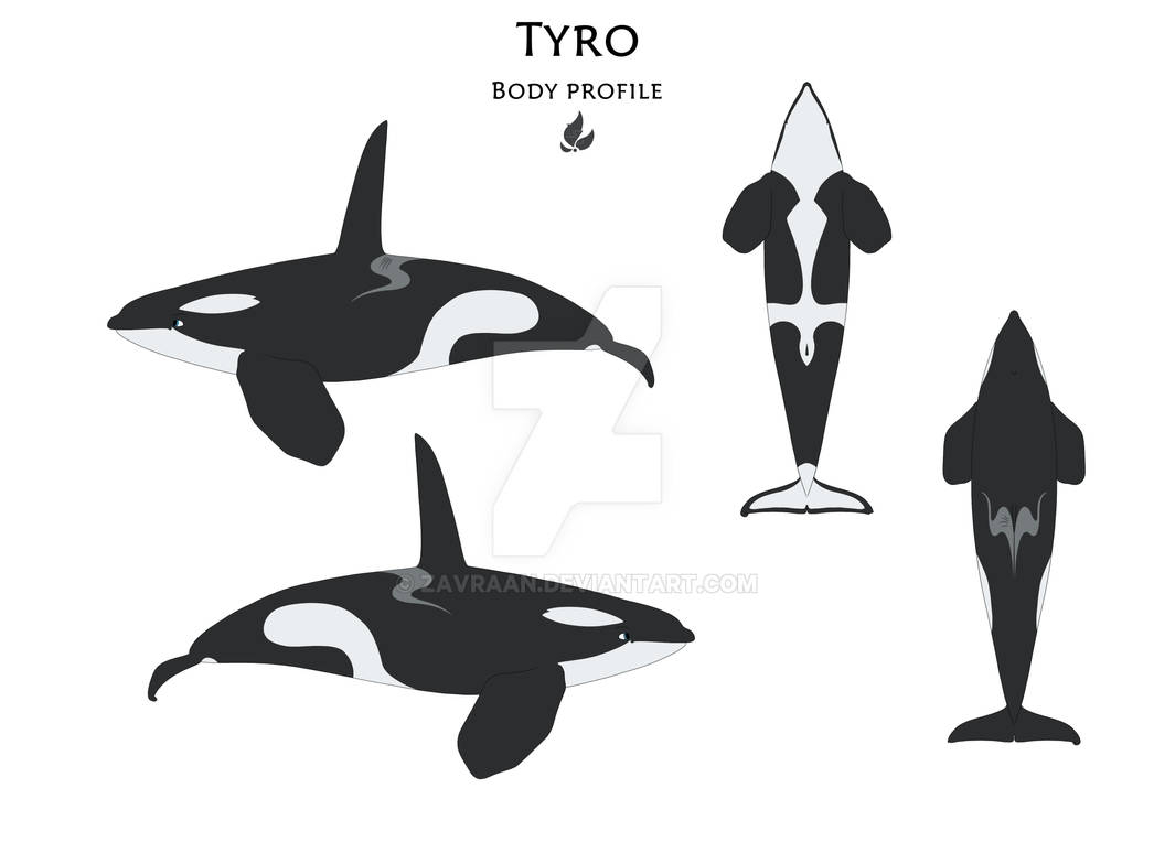 Tyro the Caribbean Orca body profile by Zavraan on DeviantArt