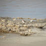 sea and birds