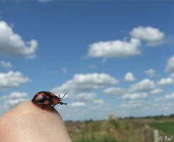 ladybug