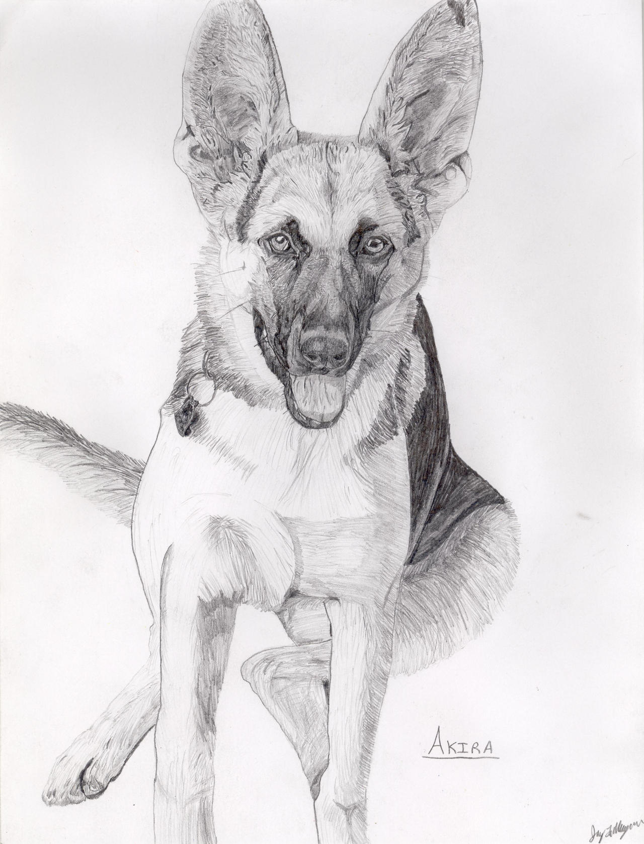 Akira The German Shepherd I