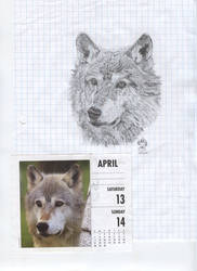 April 12-13 Wolf