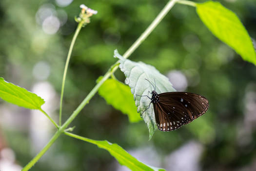 Schmetterling