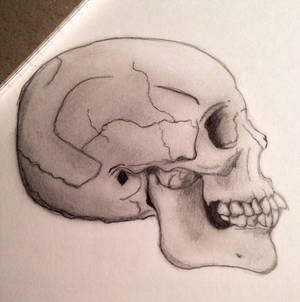 Skull