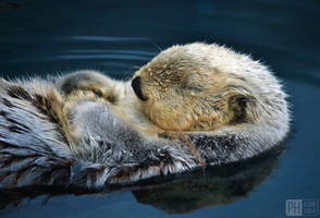 dreaming otter