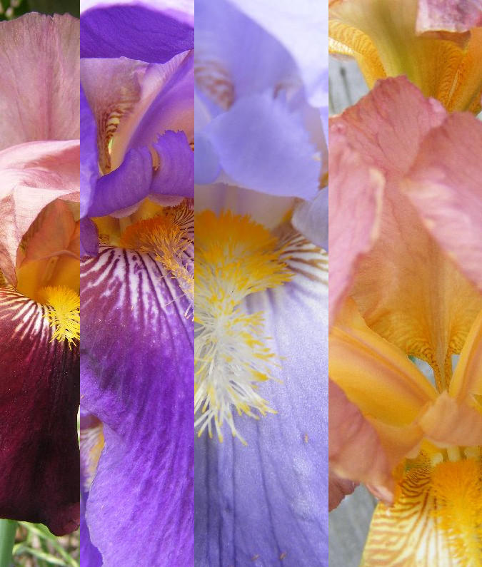 Iris Collage by zombieerose on DeviantArt