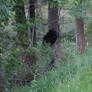 Young Black Bear