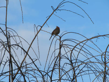 Female Cardinal 2