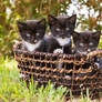 Three Little Kittens