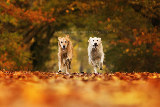 Autumn Dogs