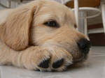 new golden retriever by nadeje