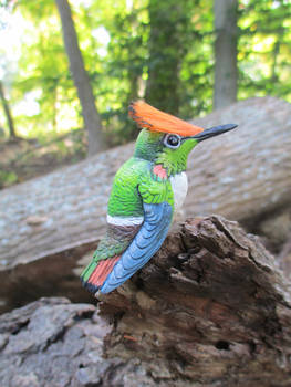 Short-crested Coquette for Losing Altitude project