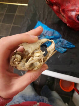 Rabbit Skull 