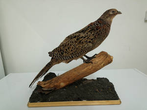 Hen Pheasant Taxidermy