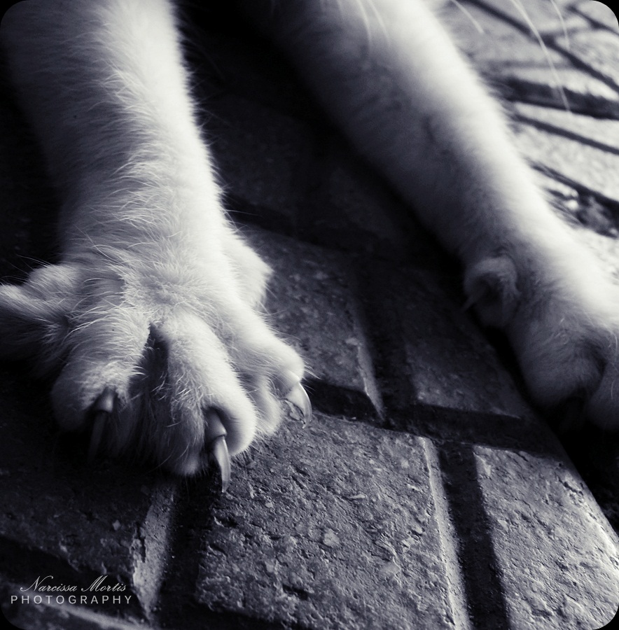 Paws