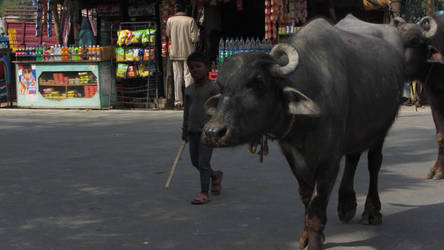 The Water Buffalo and Me