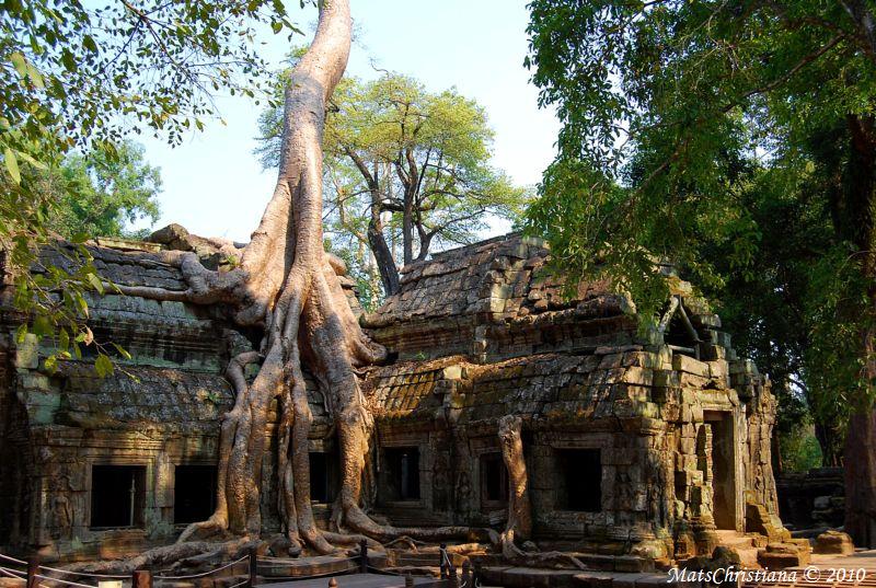 Temple In the Jungle