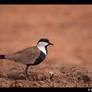 Spur-winged Lapwing