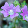 Dotted Mallow