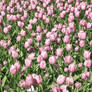 Field of Tulips
