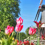Windmill and Tulips