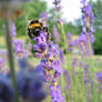 Bumblebee on Lavender