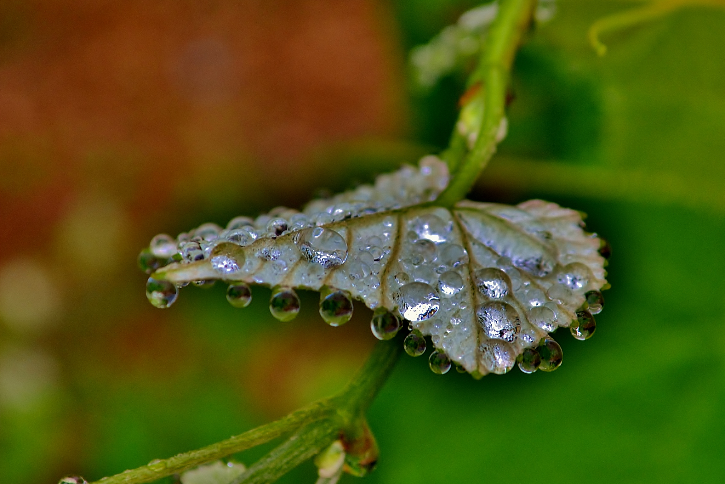 Rain drops on...er grape leaf's