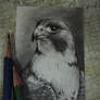 Peregrine Falcon ACEO