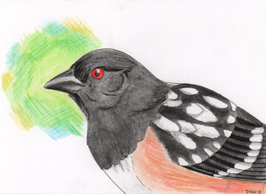 Inktober 1: Spotted Towhee