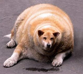 World s Fattest Dog By Shadamyandtf2fan On DeviantArt world-s-fattest-dog-by-shadamyandtf2fan-on-deviantart