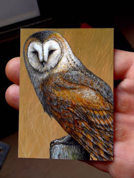 Barn Owl ACEO Art Card Original painting