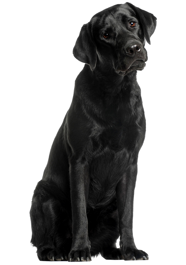 Black Lab Deviantart Black Labrador by BradSnoopy97 on DeviantArt