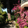 Bougainvillea and stairs