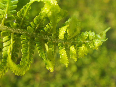 Fern