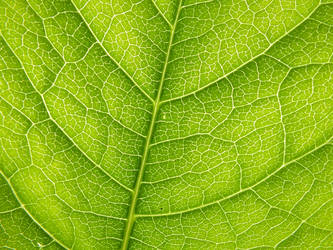 Maze on the leaf