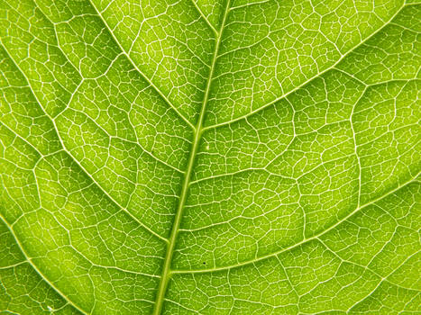 Maze on the leaf