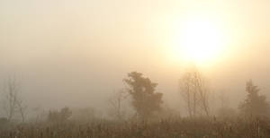 Mist over the river