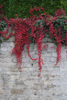 Red leaves