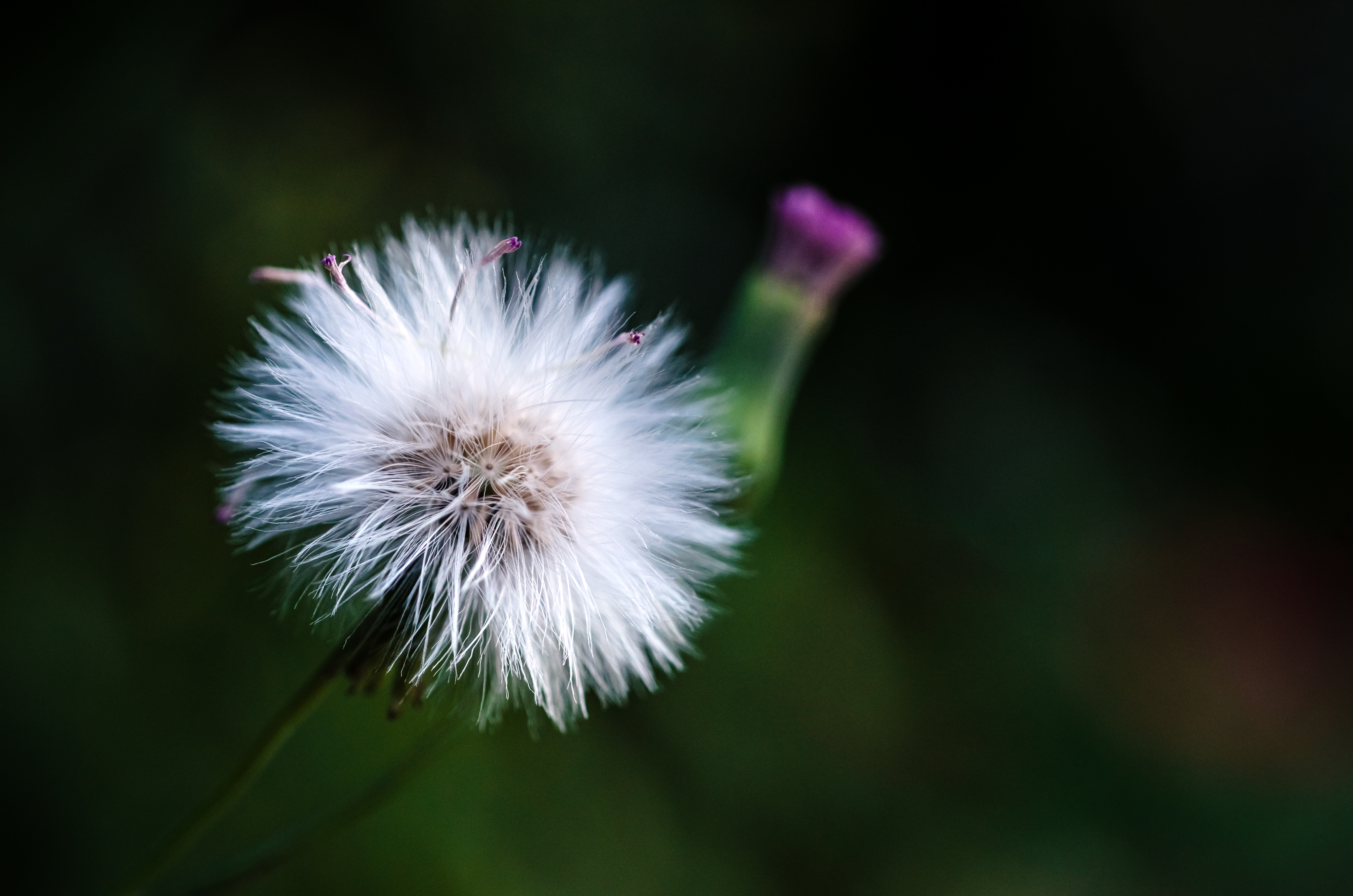 Dandelion