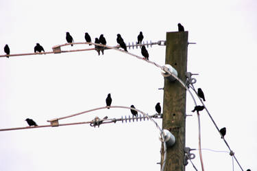 Birds On a Wire 2