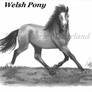 Welsh Pony