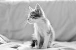 40_black and white by agu-incredible