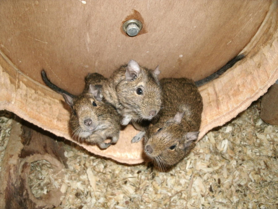 The Degus